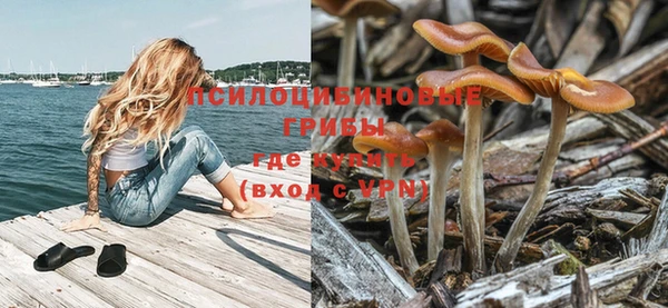 прущие грибы Абинск